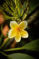 Fototapeta premium Frangipani flower in soft morning light and rain drops, selective focus, close up