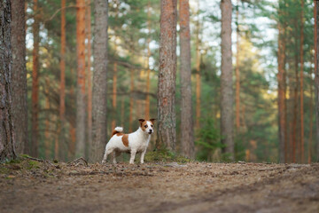 Naklejka na ściany i meble The dog in forest. active jack russell terrier. Pet in motion. sunset
