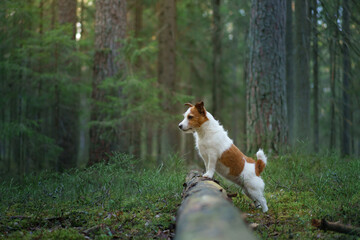 The dog in forest. active jack russell terrier. Pet in motion. sunset