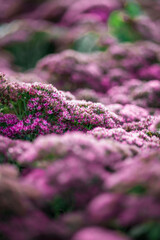 small purple flowers