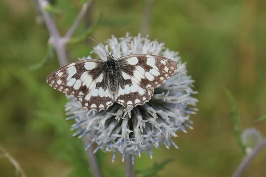Macro view of a Marbled white butterfly on an Echinops sphaerocephalus plant bulb