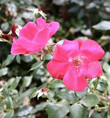 A close view of the red flowers in the garden.