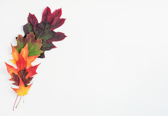 Colorful Autumn Leaf Border on White