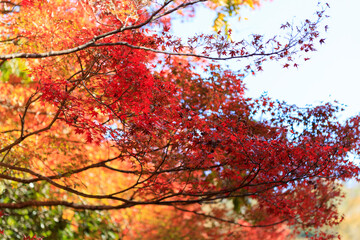 名勝・鬼ヶ嶽の紅葉