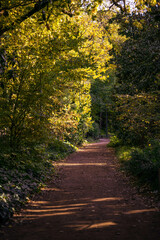 path in autumn forest
