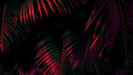 Tropical palm leaf, forest nature background, dark color toned