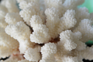 The white coral texture background
