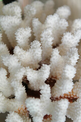 The white coral texture background