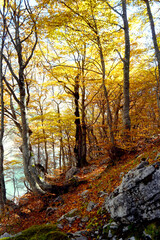 Autumn beech forest in Durmitor National Park, Montenegro