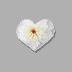 Heart shape made of white peony flower isolated on gray background.