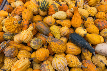 Photograph of a bin of gourds with different shapes and colors