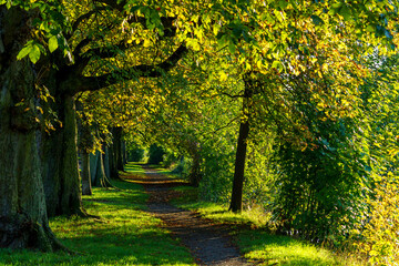 Sonniger Herbstanfang - Pfad entlang an einer goldenen Allee