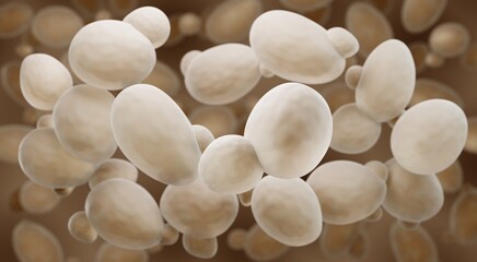 Saccharomyces cerevisiae also known as Baker's or Brewer's yeast - obrazy, fototapety, plakaty