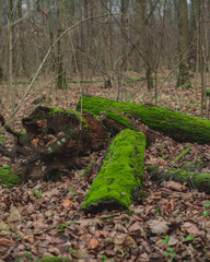 Fototapeta premium fallen tree trunks covered with green moss in cold autumn forest wih foliage on the ground with bold trees
