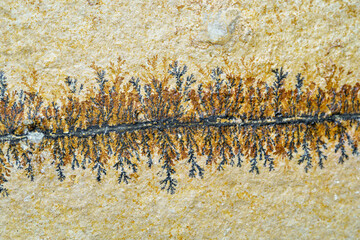 Close up of fossil ferns petrified in a stone slab © Schemken