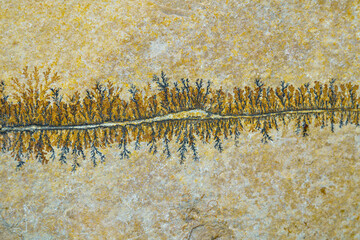 Close up of fossil ferns petrified in a stone slab