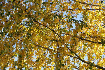 Fototapeta premium Yellow and green leaves against sky in the sun light