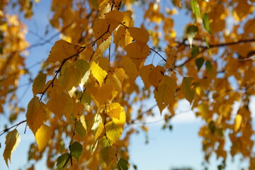Yellow autumn leaves in the sky