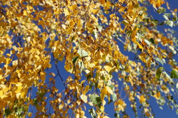 Golden yellow birch tree leaves in sunlight on blue sky background in autumn