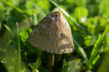 mushroom in the grass