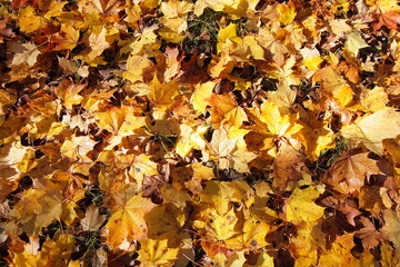 Yellow maple leaves disease with Rhytisma black spots