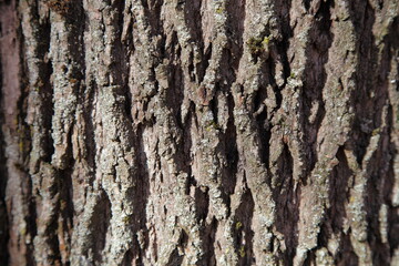 Old tree bark grey background texture