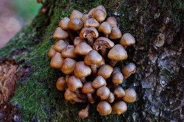 mushrooms on a tree