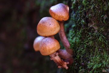 mushrooms on a tree