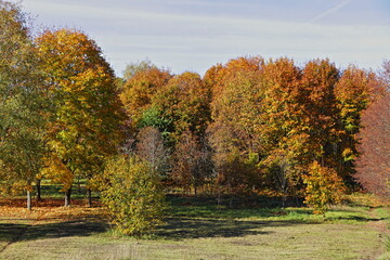 Colored autumn trees in the European park at Sunny october day
