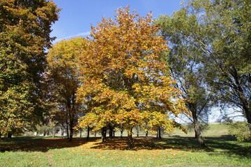 Autumn trees in the European park at Sunny october day
