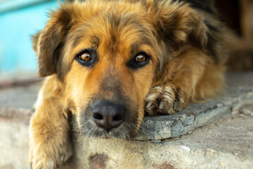 Dog's face. Portrait of stray dog. pet lies on threshold.