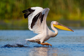A pelican in the wilderness of the Danube Delta in Romania