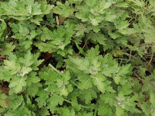 Flower Leaves Close UP