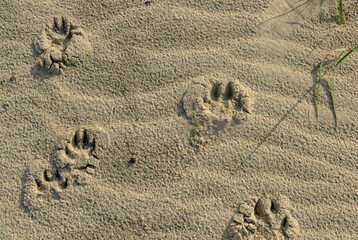 footprint on sand