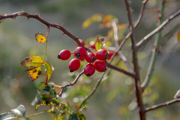 red berries on a branch