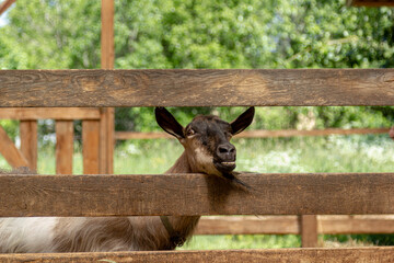 goat on a farm