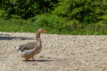 goose on the beach