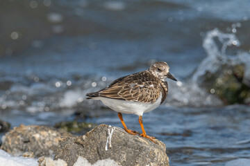 Foraging Ruddy turnstone wading bird (Arenaria interpres) along the shoreline
