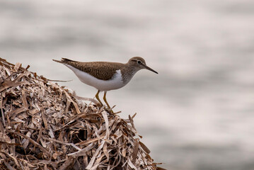 Actitis hypoleucos bird of Scolopacidae family