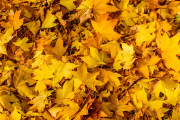 Background of the fallen yellow maple leaves. Autumn concept