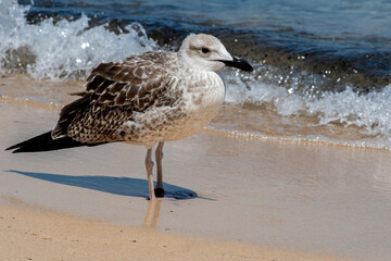 Detailed portrait of  Juvenile Yellow-legged gull (larus michahellis)