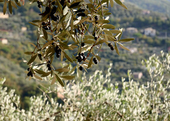 Olives hanging from the branches of an olive tree in the eastern Ligurian landscape