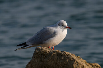 Close up of Black-headed gull (Chroicocephalus ridibundus)