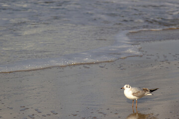 seagull on the beach