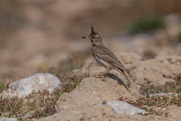 Crested Lark or Galerida Cristata outdoor in nature