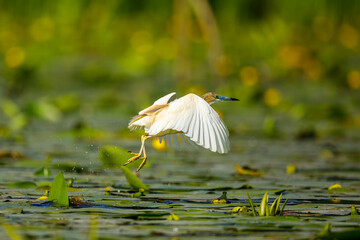 A pond heron in the swamps of the Danube Delta in Romania	