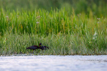 Wild Ibis in the Danube Delta
