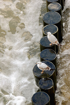 seaguls on the pierce