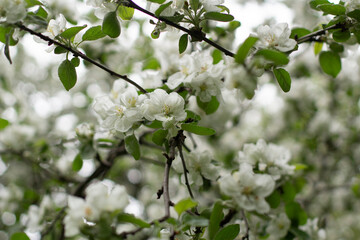 Apple tree in spring. Apple blossoms in garden. Branches with leaves.