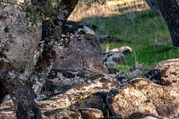 Obraz premium Very rare, Endangered, Iberian lynx, LInce iberico, Lynx pardinus, wild cat endemic to Iberian Peninsula in southwestern Spain, Europe. Hidding in the rocks, perfect mimicry.